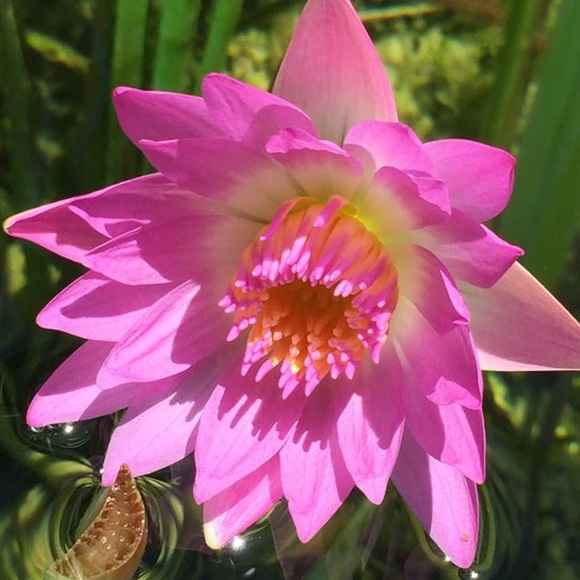 Meet your Posher, Larenne - Picture 1 of 1